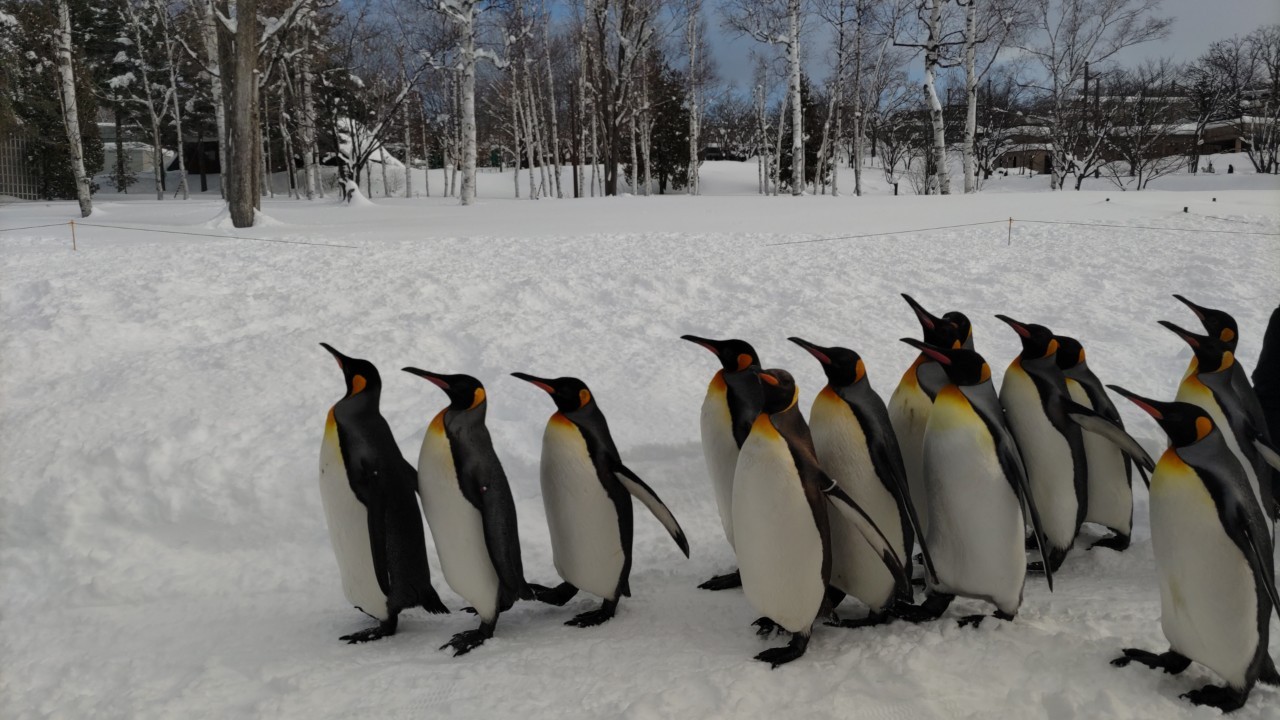 ペンギン